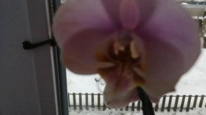 Как вырастить детку орхидеи, уход, когда отделять. #хештег#орхидеи#моишестьсоток