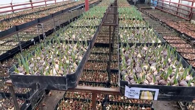 Выгонка тюльпанов. 23 января смотреть онлайн