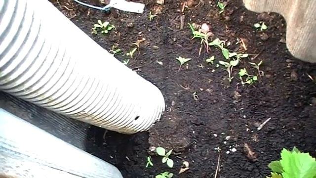 Вам этого не скажет ни кто, секреты высадки и выращивания винограда смотреть онлайн