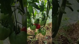 Кызыл Тау. 3 августа.