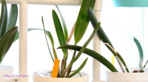 Are opaque pots really suited for Orchids?