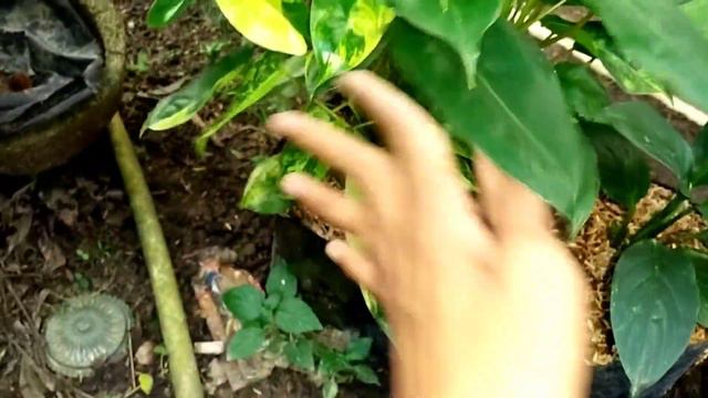 OBRAL PAKET ANTURIUM DAN PHILODENDRON 100RB 3!!!🔥🔥 смотреть онлайн