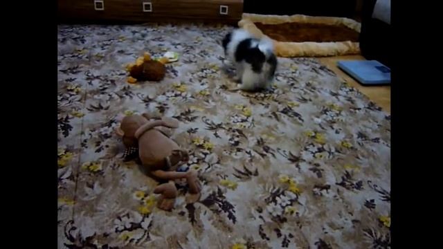 Шпиц немецкий/померанский/ патиколор 3 месяца. Шпиц душитель мягких игрушек)))