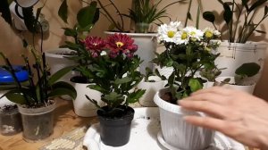 Хризантемы в горшке! Пересадка, как ухаживать!