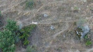 KÖPEKLER VE KOYUNLAR DAĞDA YALNIZ ? DAĞI SABAHA KADAR TERKETTİK ? Böyle tavuk yumurtasımı olur