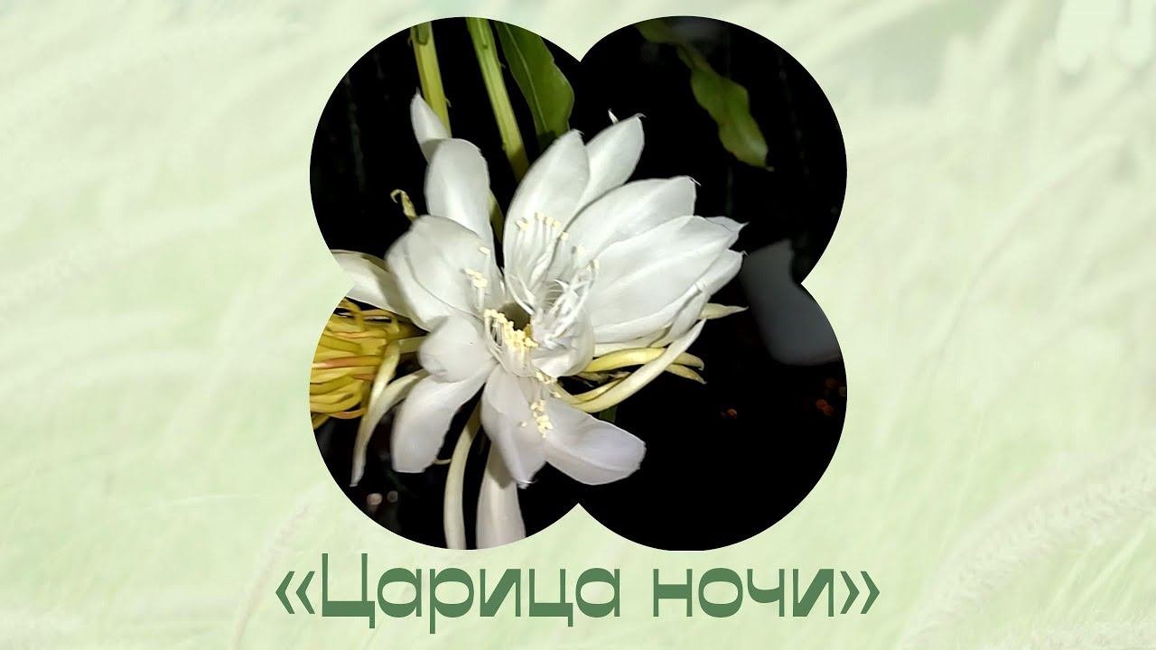 Про цветы. Эпифиллум и другие. Царица ночи.