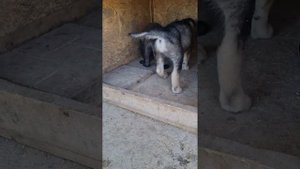 ВОЛЧИЙ ВИНЕГРЕТ . Щенки волка, вольфхунда, волкособа.