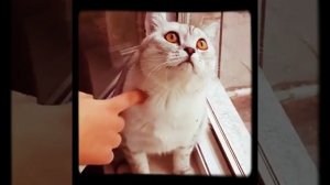 Бешеные кошки