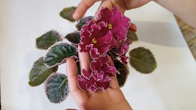 Сложные сорта фиалок! Мой опыт. Фиалки у Алисы. смотреть онлайн