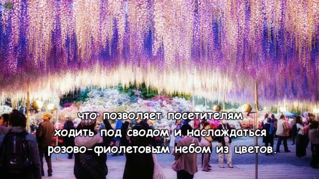 Водопад глициний в Японии – неземная красота!