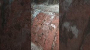 Везувий легенда 16. 4 года в домашней бане.(2)