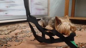 Обзор всей амуниции моей собаки??