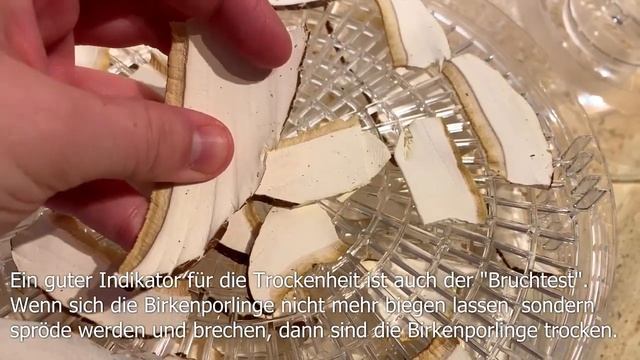 Birkenporlinge trocknen | Birkenporlinge haltbar machen | Fomitopsis betulina смотреть онлайн