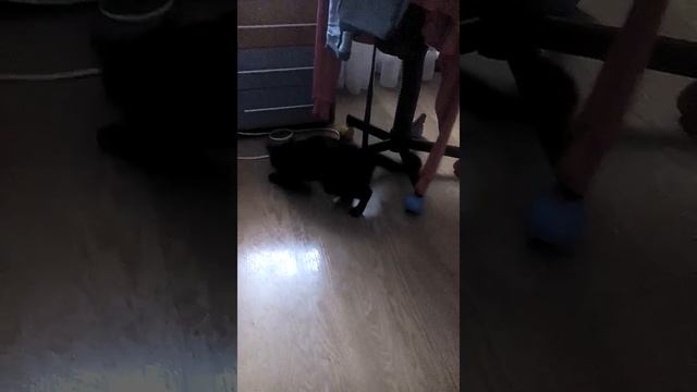 Заставила кота мыть пол))) смотреть онлайн