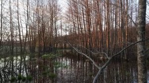 WILD SWAMP. BIRDS SING. SOUNDS OF NATURE. ДИКОЕ БОЛОТО.ПОЮТ ПТИЦЫ.ЗВУКИ ПРИРОДЫ.