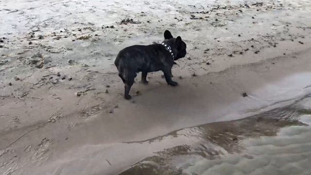 Французский бульдог Остин. Водоплавающая собака ? смотреть онлайн