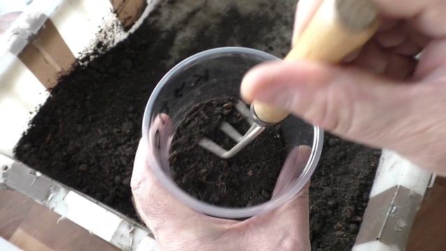 Первый посев перцев на рассаду в этом сезоне