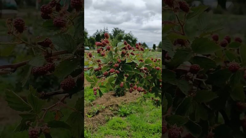 Неспелые ягоды ежевики сорт " Небеса могут подождать" . Голоса птиц.