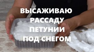 Высаживаю рассаду петунии под снег. Семена петунии в грунт под снег