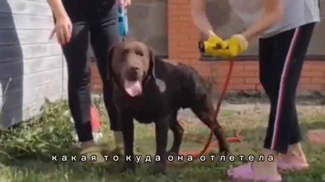 ИСКУПАЛИСЬ ВСЕ, А МЫЛИ ЛАБРАДОРА| ВЛОГ|ЖИЗНЬ В РАДОСТЬ| 06.11.22.
