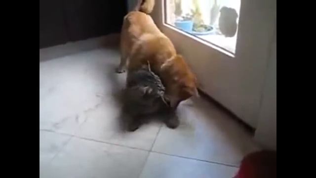 Animals Mating ★ DOG Mating Videos - Funny Animals Mating Copilation HD Part 03 смотреть онлайн