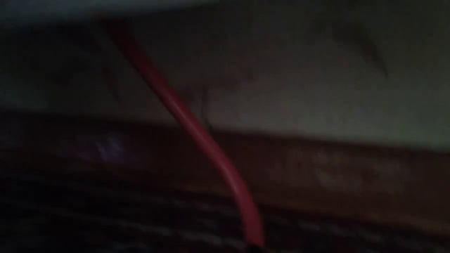 МОЯ БЕШЕННАЯ КОШКА