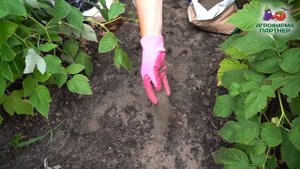 ПОДКОРМКА САДА В АВГУСТЕ