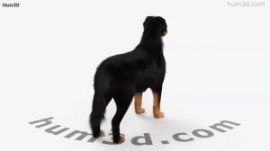 Bernese Mountain Dog HD 3D model by Hum3D.com