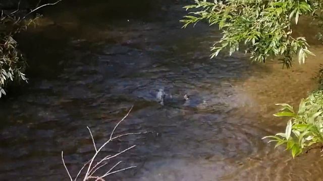 Кета идёт на нерест смотреть онлайн