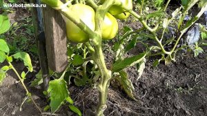 Как правильно ОБРЕЗАТЬ ЛИСТЬЯ ТОМАТОВ в июле и августе для обильного урожая. Нюансы и ошибки