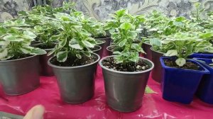 Растения для продажи. Какими отправляю цветы. Какая упаковка. Что делать после получения посылки.