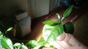 Помело из семени. 2 месяца после пересадки.