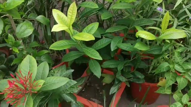 Best evergreen flowering plants👉 Ixora growing and caring method смотреть онлайн