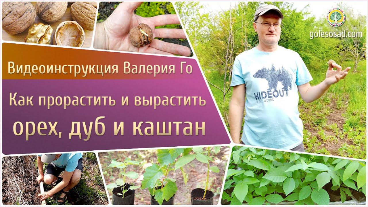 Как прорастить и вырастить орех, дуб и каштан!