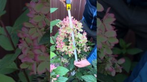 Гортензия метельчатая « (Hydrangea paniculata `Pastelgreen `Renxolor`)