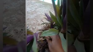 rhoeo plant care ,Shade loving plant tamil,Indoor plant tamil,potting soil for boat lily