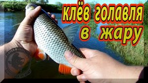 Ловля Голавля на Спиннинг с Берега. Три Воблера Три Голавля. Эти Воблеры творят Чудеса по Голавлю!