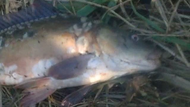 Рыбалка в Новочеркасске.Карпуша Аксайка 12 08 17г смотреть онлайн