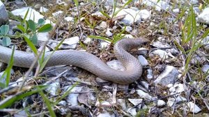 Змея Смирный эйренис (Eirenis modestus). Дагестан