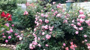 Приглашаю на прогулку в цветущий сад роз. Подмосковье, июль 2020