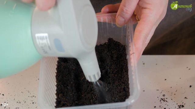 Когда сажать капусту на рассаду? Сроки посева всех видов капусты! смотреть онлайн