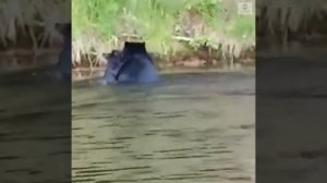 Мать-медведица переплывает реку с тремя медвежатами на спине.