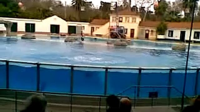 Show Zoo Lisboa - шоу дельфинов в зоопарке Лиссабона смотреть онлайн