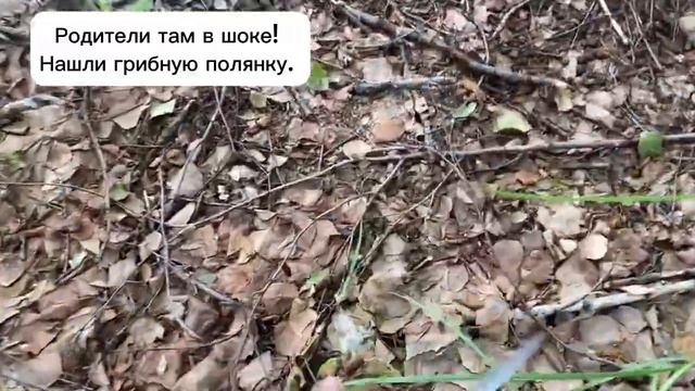 2 дня жили в лесу! 5-6 июля 2023 год. Огромное количество белого гриба. Грибы июль 2023. смотреть онлайн