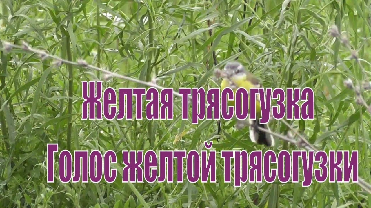 Жёлтая трясогузка. Голос жёлтой трясогузки. Птицы Сибири.