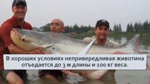 Акулий сом 3 х метровый сом кошмарит мутные реки азии