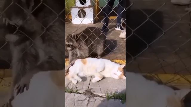ДомашниеПитомцы