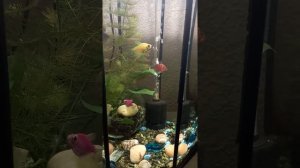 тернеции с петушком