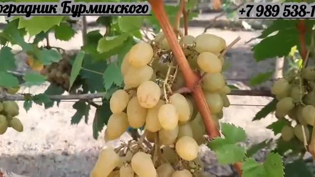 НОВИНКА!!! ГФ. Винограда ГРАЦИЯ (Калугин В.М.). смотреть онлайн