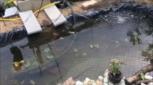 France. Декоративный пруд с рыбками. Защита от кошек и птиц. Прозрачность воды. Кормление рыбок.